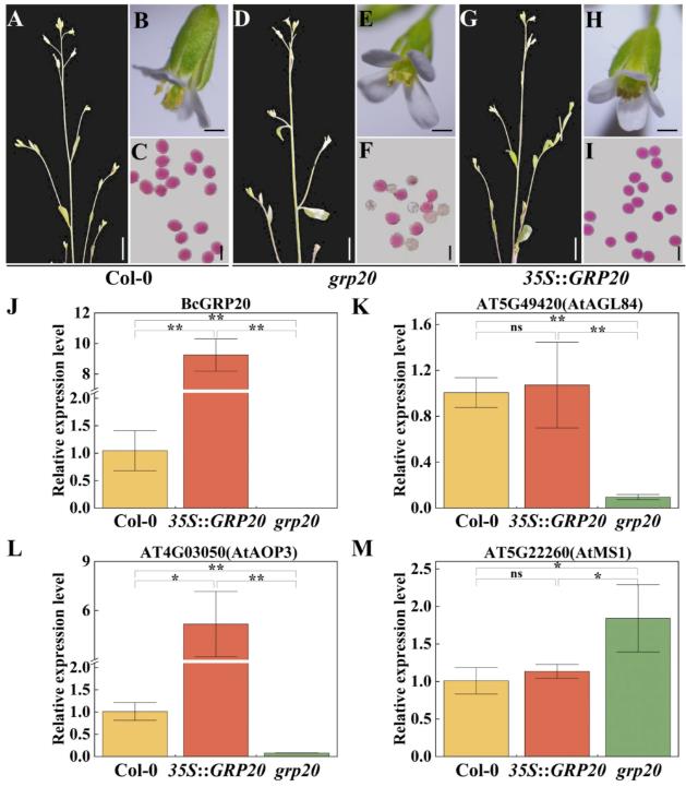 Morphological and pollen activity analysis of Arabidopsis Col-0 wild type, grp20 mutant, and BcGRP20-complemented transgenic lines, demonstrating complete restoration of pollen fertility through Agrobacterium-mediated floral dip transformation.