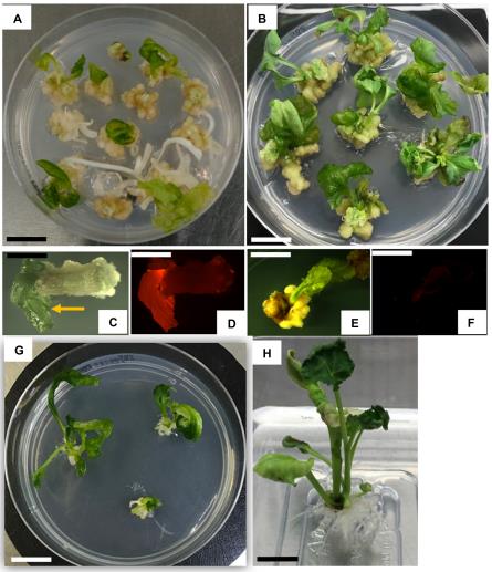 Brightfield and fluorescence images showing transgenic (green, TagRFP-positive) and non-transgenic (bleached) canola shoots under spectinomycin selection, alongside wild-type controls, elongated shoots, and rooted transgenic plantlets generated via internodal segment transformation.