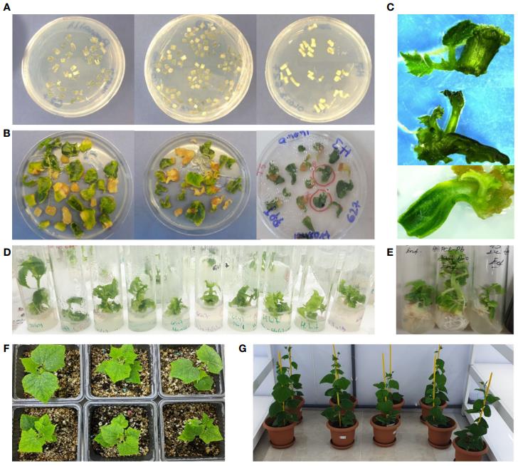 Stepwise diagram of CRISPR/Cas9-mediated Cucumis sativus transformation showing cotyledon explant preparation, Agrobacterium tumefaciens co-culture, shoot regeneration, in vitro plantlet development, acclimatization, and greenhouse establishment of elF4E-edited resistant lines.