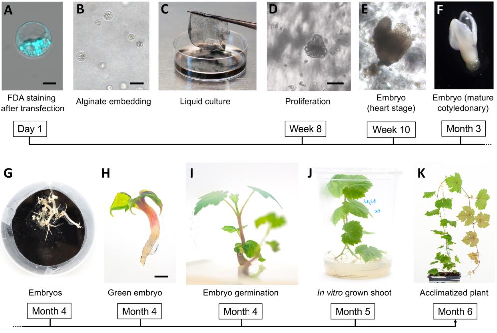 Grapevine regeneration from edited protoplasts through alginate-disc culture, somatic embryo development, germination, and acclimatized plantlets.