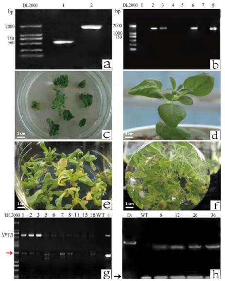Molecular confirmation and phenotypic stages of Agrobacterium-mediated Petunia hybrida transformation.
