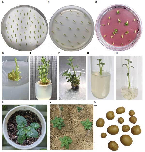 Stepwise illustration of Agrobacterium-mediated transformation and regeneration of StUGPase RNAi potato transgenic lines (cv. Kufri Chipsona-4), depicting pre-culture, antibiotic selection, shoot regeneration, elongation, rooting, hardening, net house cultivation, and harvested tubers.