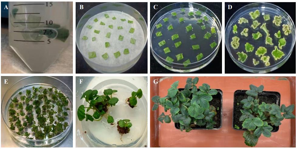 Agrobacterium-mediated transformation and plant regeneration in octoploid strawberry (Fragaria × ananassa cv. Benihope) from leaf strip explants: (A) leaf strips infected with Agrobacterium in liquid infection medium, (B) co-cultivation on filter paper, (C) callus induction, (D) resistant callus selection, (E) shoot induction and regeneration, (F) in vitro rooting and seedling strengthening, and (G) hardened transgenic plants growing in pots in a climate chamber.