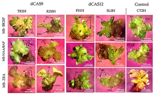 CRISPRa-edited pro-embryogenic masses and secondary somatic embryos derived from Solanum lycopersicum cv. Micro-Tom cotyledon explants cultured on selective MS-BK2iP medium, showing enhanced embryogenic structure development in SlWRKY29-activated lines compared to control constructs.