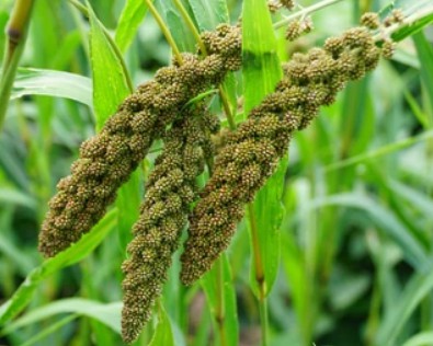 Setaria italica Transformation