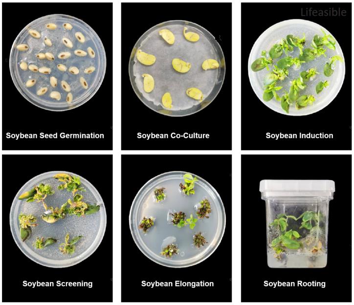 Soybean stable transformation case study showing seed germination, Agrobacterium co-culture, shoot induction, antibiotic screening, elongation, and rooting stages for transgenic event recovery.