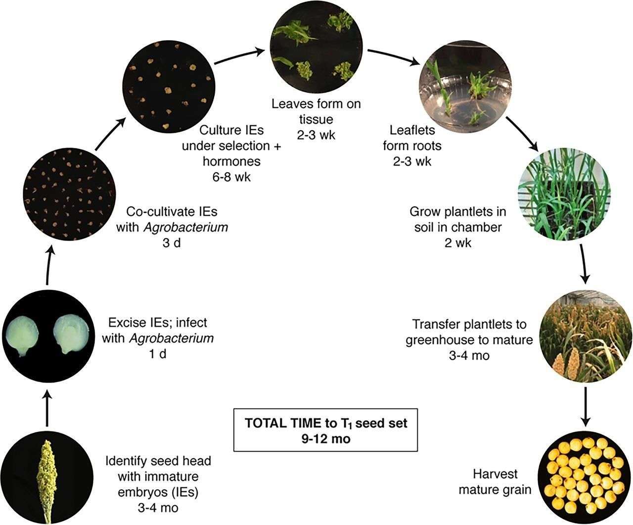 Diagram of the stable transformation process and timeline for sorghum.