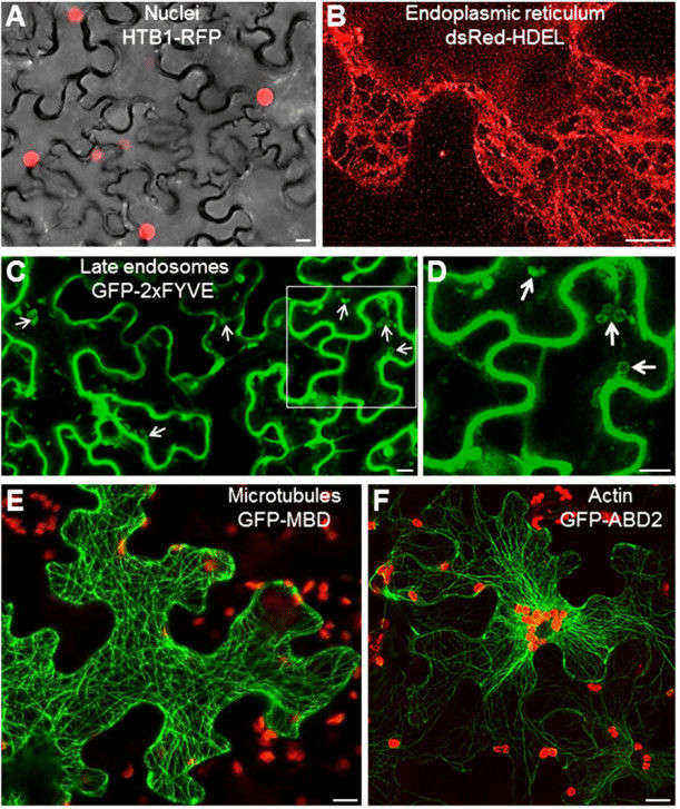 Diagram of transient transformation results of Nicotiana benthamiana leaves using Agrobacterium tumefaciens with fluorescent organelle markers.