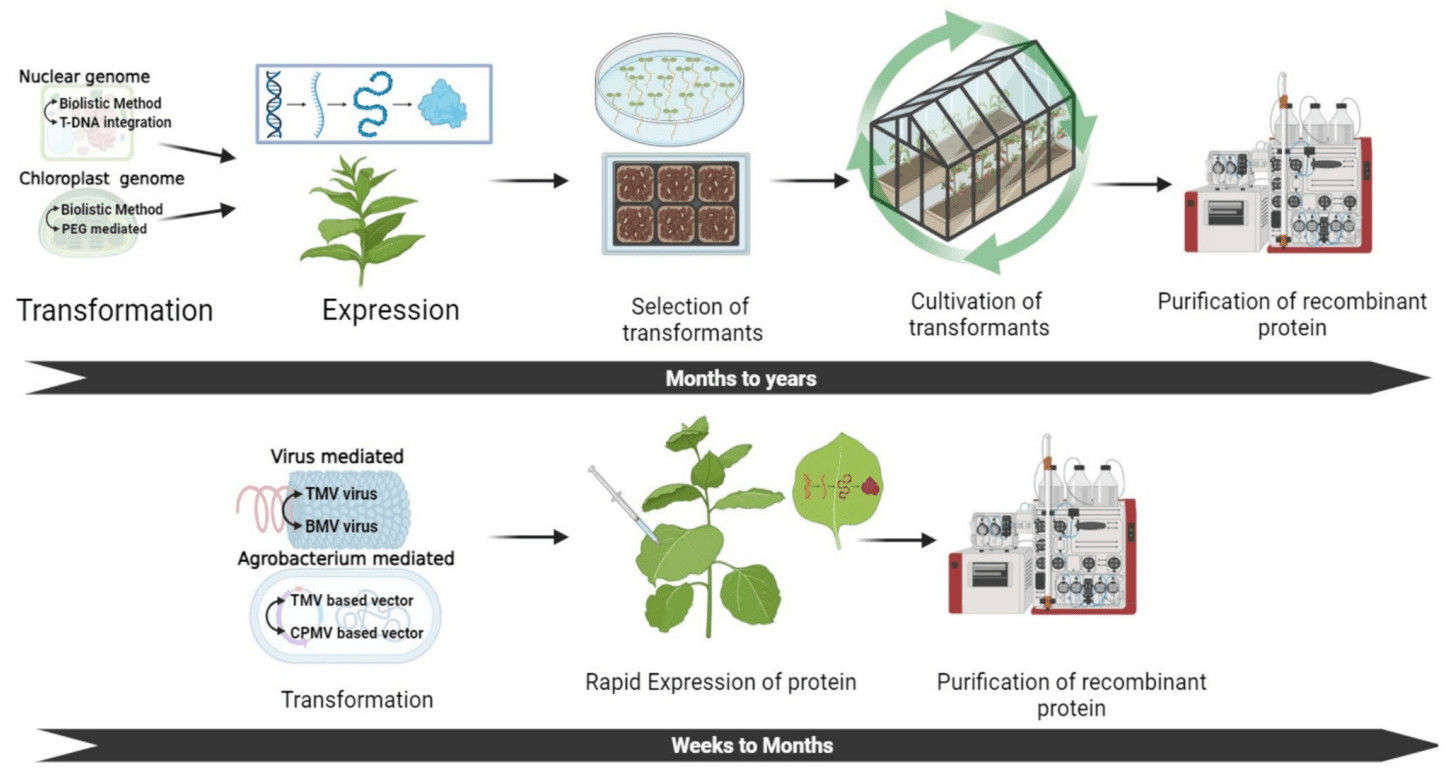 Graphic comparison of stable and transient plant-based recombinant protein expression systems.