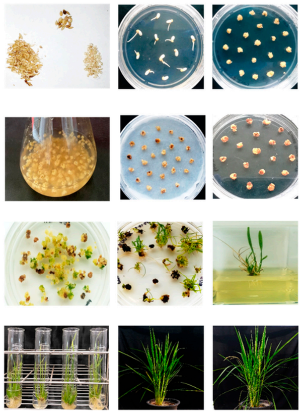 Rice genetic transformation process diagram - Agrobacterium-mediated gene editing workflow for CRISPR and overexpression studies, showing callus induction, bacterial co-cultivation, hygromycin selection, plant regeneration, and greenhouse hardening stages.