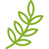 Plant Transformation Services