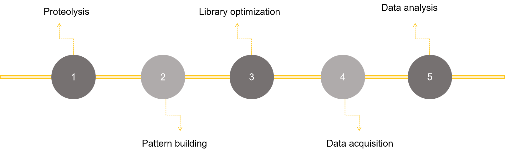 Fig.2 Process of targeted proteomics analysis.