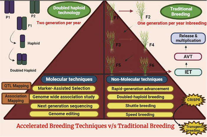Accelerated breeding vs traditional methods: molecular techniques and non-molecular techniques. 