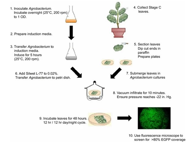 Fig. 1. Workflow diagram for transient transformation of cacao leaf tissue.