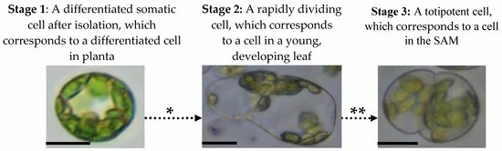 Mesophyll protoplast reprogramming to totipotency.