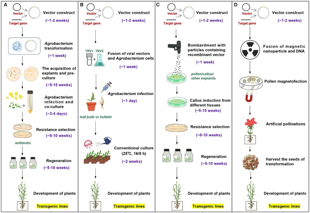 Genetic transformation methods for lilies (Lilium): Agrobacterium-mediated transformation, VIGS, particle bombardment, and pollen magnetic effect method in plant biotechnology 