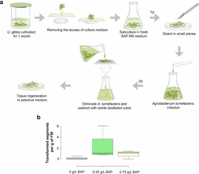 Fig. 1. Protocol and transformation efficiency of Utricularia gibba.