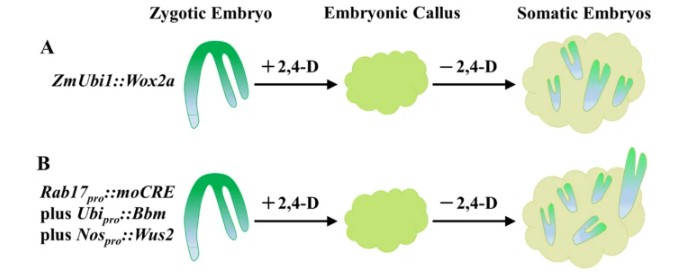 The frequency and intensity of Wox2a or Wus2/Bbm vector-induced somatic embryogenesis.