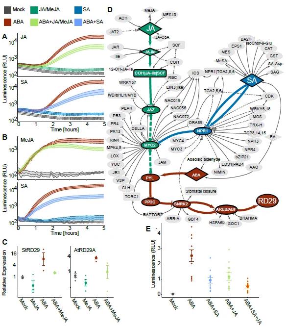 Elucidating connections from JA and SA to ABA-mediated regulation of RD29 expression in potato.