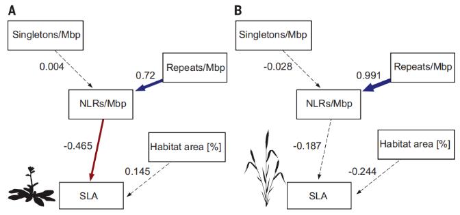 Visualization of the piecewiseSEM analysis testing effects between NLR, repeat, and singleton gene density, habitat area, and growth.