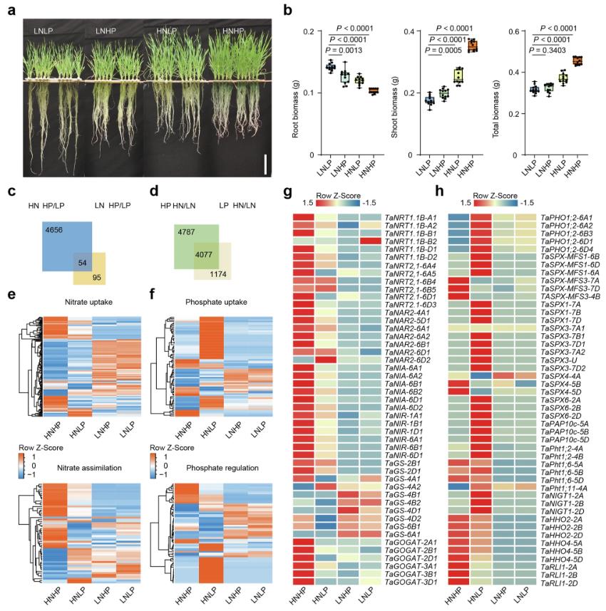 Nitrate is essential for both nitrate and phosphorus responses in wheat.