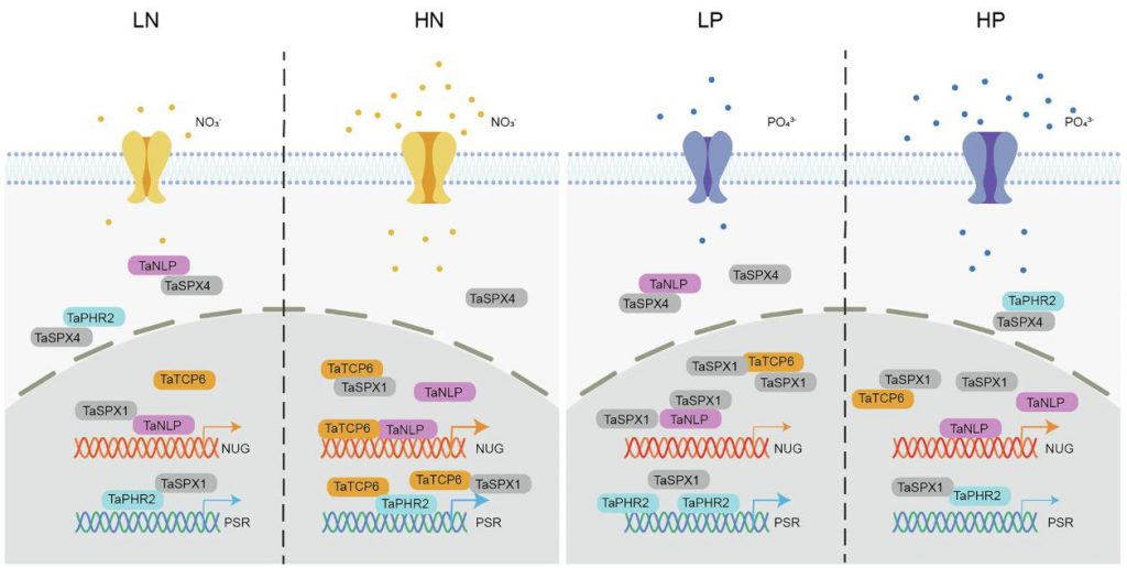 Model of nitrate and phosphorus uptake equilibria coordinated by the TaTCP-TaPHR2-TaSPX module under different nitrate and phosphorus concentrations.