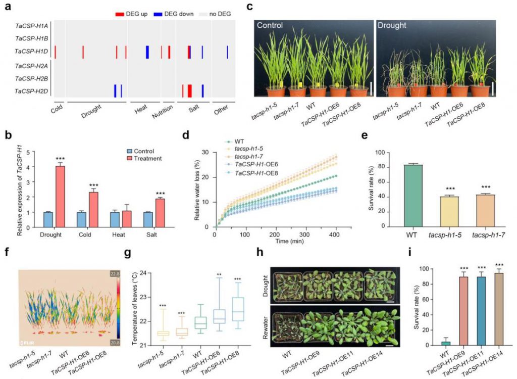 Results of experiments related to the involvement of TAC SP-H1 in abiotic stress responses in wheat.
