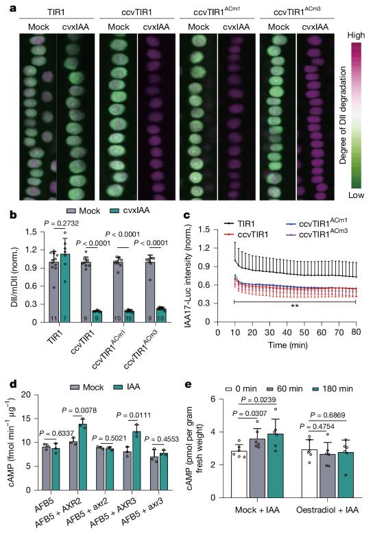 Experimental results show that TIR1 AC activity is not required for IAA-induced Aux/IAA degradation.