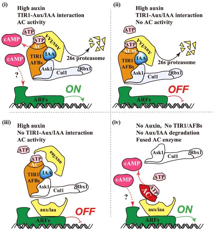 A simplified scheme summarizing the novel insights for auxin signalling pathway.