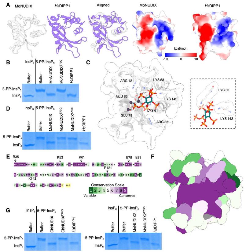 The ultra-high resolution structures of the rice blast fungus MoNUDIX protein and human HsDIPP1 are highly similar but their functions are completely different.