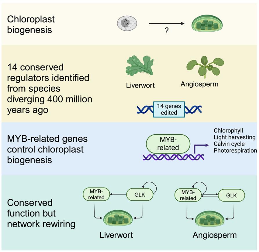 Graphical abstract of MYB-related transcription factors control chloroplast biogenesis.