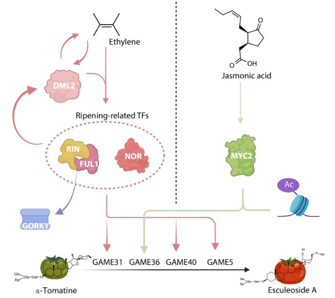 Model of DNA methylation, ethylene, and TF regulation of the shift in SGA profiles during ripening.