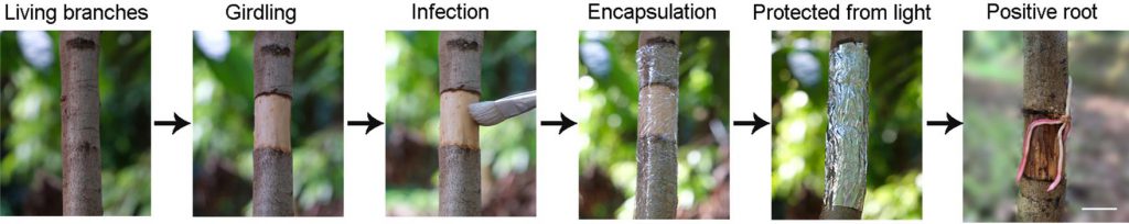 Workflow of A. rhizogenes-mediated plant transformation.