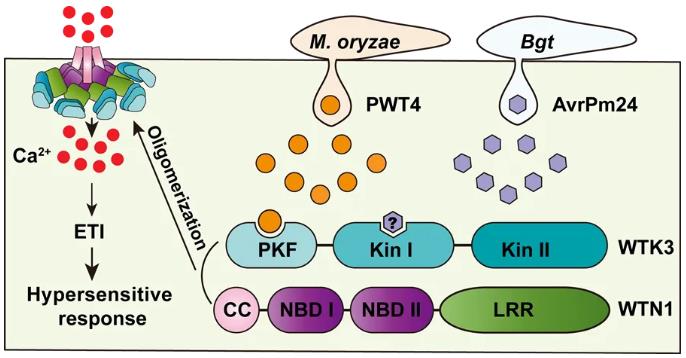 Schematic diagram of the working model of the WTK3-WTN1 molecular module.