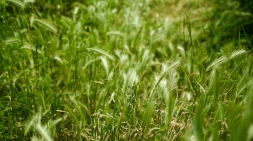 Wild wheat