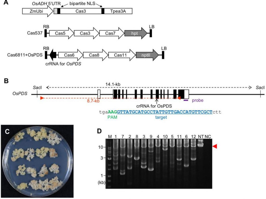 Eco CRISPR-Cas3-mediated targeted mutagenesis in rice calli. A. Eco CRISPR-Cas3 vector targeting OsPDS; B. OsPDS locus structure; C. Transformation; D. PCR analysis.
