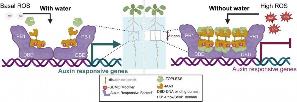 Diagram of the proposed mechanistic model by which ROS-regulated IAA3 multimerization inhibits lateral root development in mediating xerobranching.