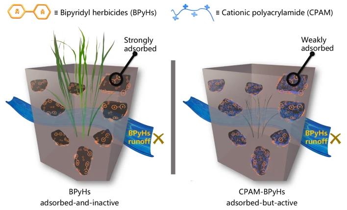 Schematic presentation of the design and properties of CPAM-BPyHs against soil inactivation and runoff.