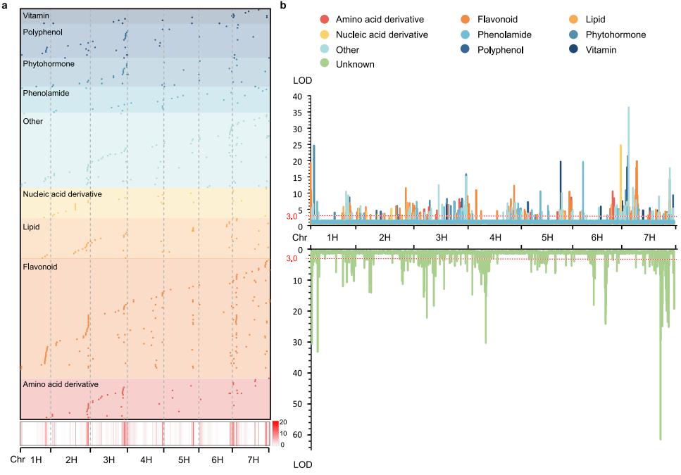 Chromosomal distribution of all mQTLs detected in mature grains of the DH population; LOD curves of chromosomal mQTL mapping for known and unknown metabolites.