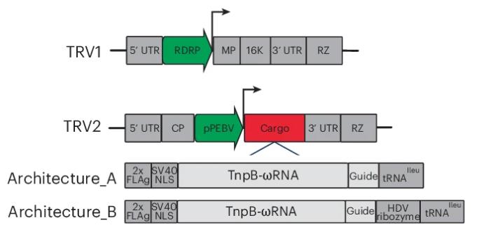 Schematic diagram of the structures of TRV1 and two TRV2s.