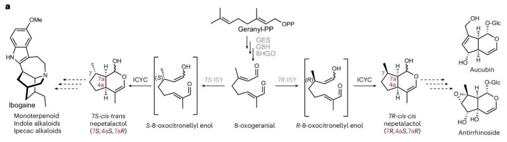 Scheme showing iridoid biosynthesis including previously characterized iridoid pathway genes (grey).