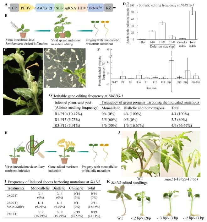 Graphical representation of genome editing results using virally delivered CRISPR/AsCas12f in Nicotiana benthamiana and tomato.