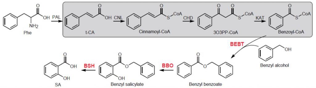 Diagram of the biosynthetic pathway of salicylic acid.