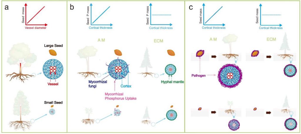 Three hypotheses regarding the relationships between roots and seeds: a) the substance transport hypothesis; b) the mycorrhizal phosphorus uptake hypothesis; and c) the pathogenic bacteria hypothesis.