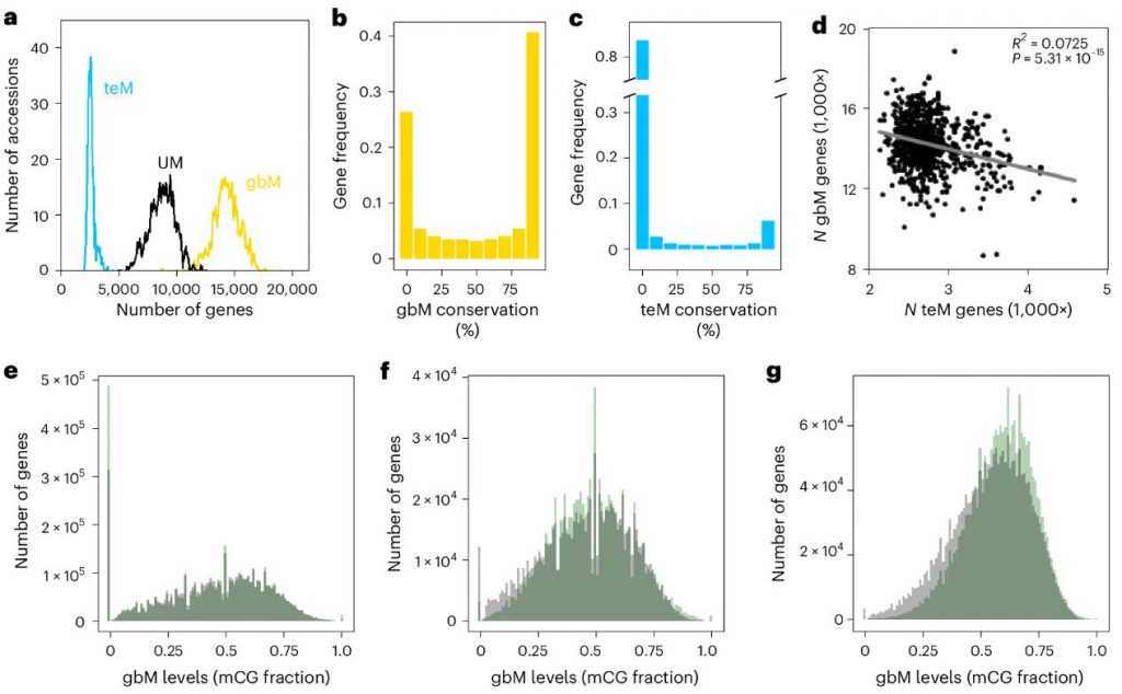 Experimental results confirm that GbM and teM are independent phenomena.