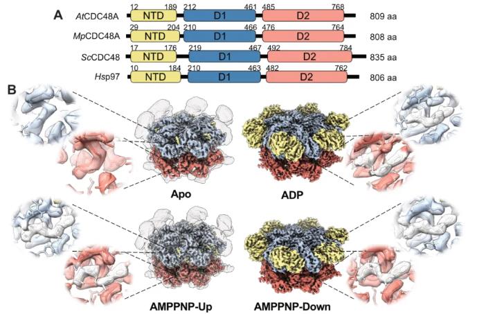 A) Domain architecture comparison of CDC48. B) Cryo-EM reconstructions of AtCDC48A nucleotide states.