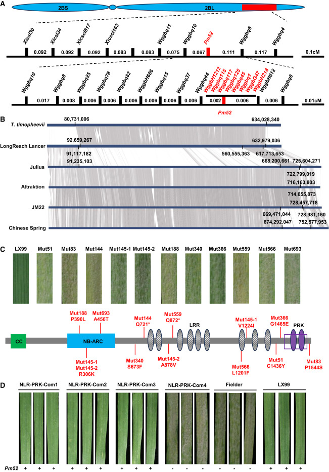 Diagram showing the model of how chromatin regulates cytokinin biosynthesis in response to fluctuating nitrate levels and the subsequent effects on plant growth.