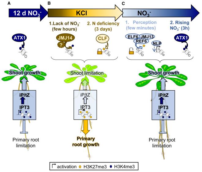 Map-based cloning and functional verification results of the wheat powdery mildew resistance gene Pm52.