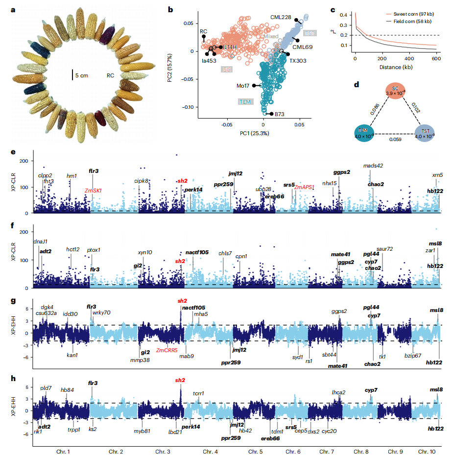 The image shows a comparison of the genetic diversity of sweet-corn and field-corn populations.