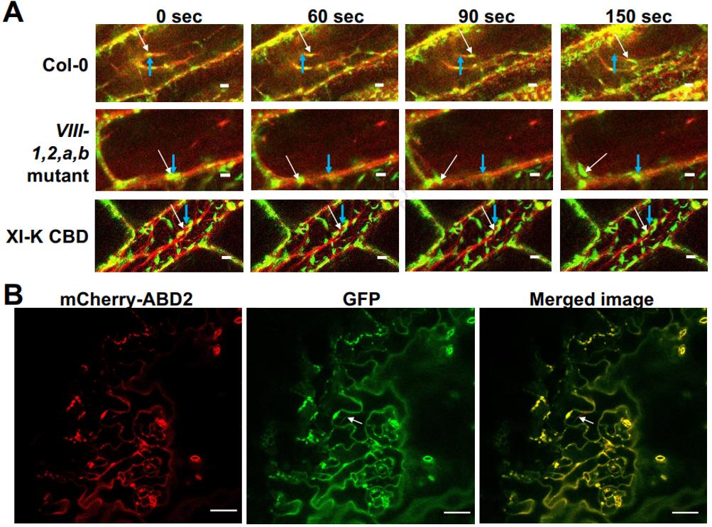 The image shows the movement of VirE2 along actin filaments.